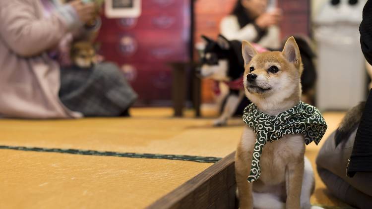 Adorable Mameshiba en el Café