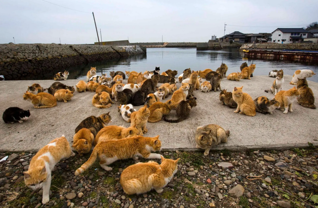 Los gatos de la isla siendo gatos.