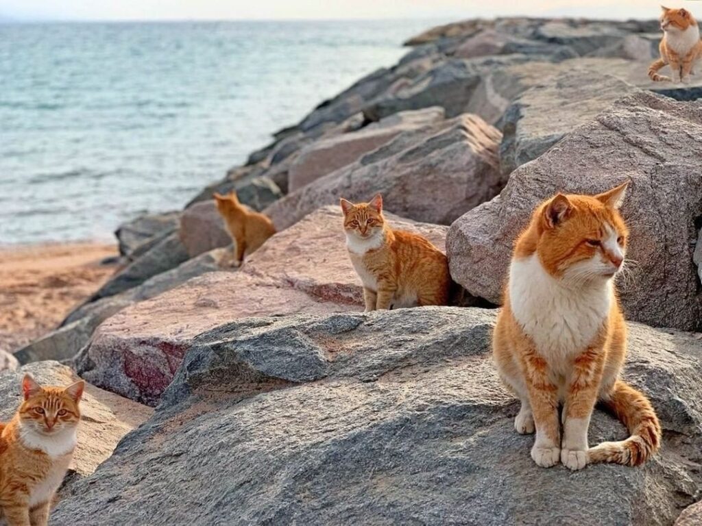 Isla de Gatos en Miyagi